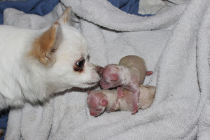 Babrie Whelped six puppies on Christmas Morning