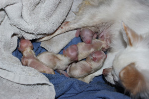 Babrie Whelped six puppies on Christmas Morning