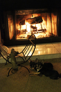 Beamer and Tipsy cuddled up by the fire