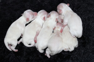 The puppies' colors are already changing